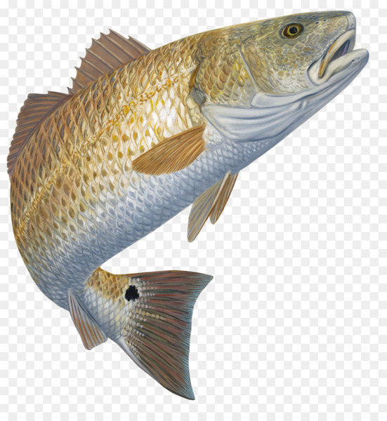 Download Red drum Redfish Decal Fishing Black drum - Fishing - PNG - Free transparent image
