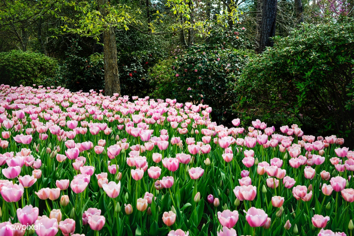 Tulips Pop In Late Winter At The Bayou Bend C Free Public