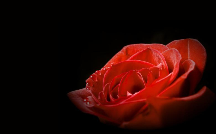 Black rose single picture free hoontoidly: Single