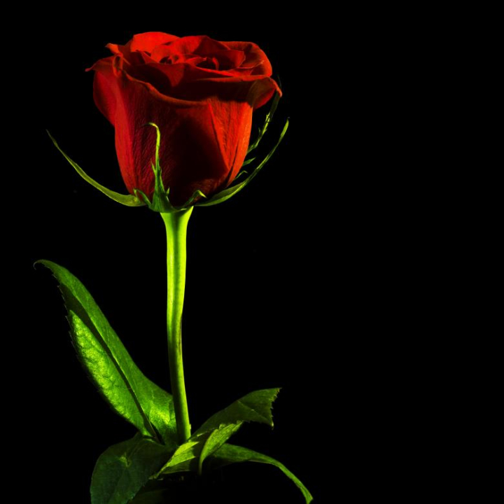 Black rose single picture free Single flower
